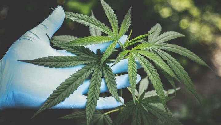 Peredaran Kemasan Susu Berisi Ganja Seduh Terbongkar
