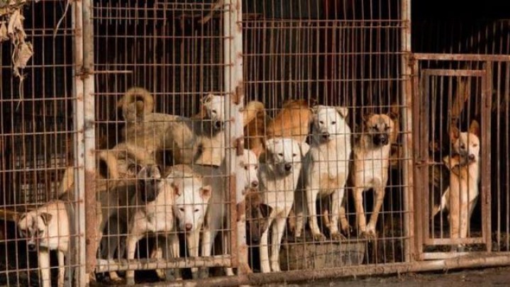 Lebih dari 1.000 Anjing Ditemukan Mati di Sebuah Rumah di Korsel Lebih dari 1.000 Anjing Ditemukan Mati di Sebuah Rumah di Korsel