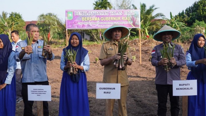 SMKN 1 Rupat Jadi Percontohan Penanaman Talas Ungu SMKN 1 Rupat Jadi Percontohan Penanaman Talas Ungu