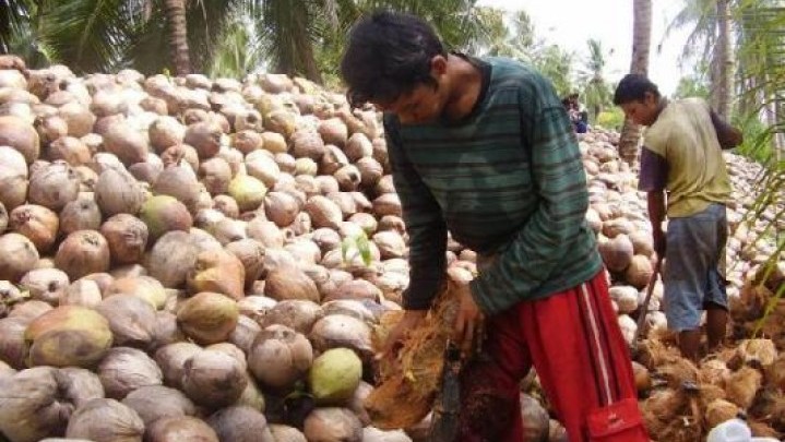 Harga Kelapa di Inhil Naik Tipis Rp 83 per Kilogram