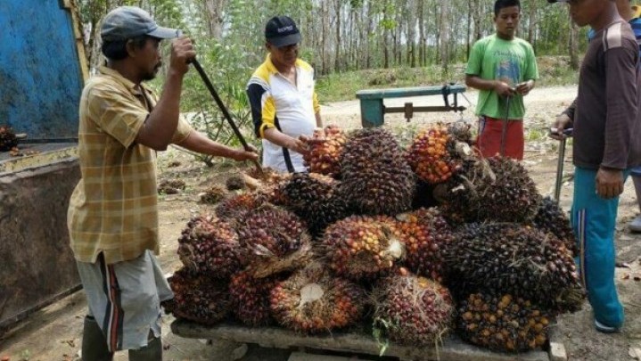 Harga Sawit di Riau Sepekan ke Depan Turun Tipis Harga Sawit di Riau Sepekan ke Depan Turun Tipis