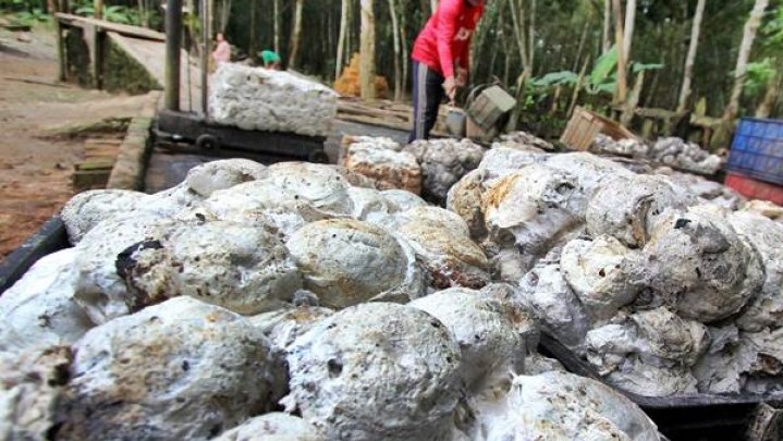 Pekan Ini Harga Karet di Kampar dan Kuansing Turun Pekan Ini Harga Karet di Kampar dan Kuansing Turun