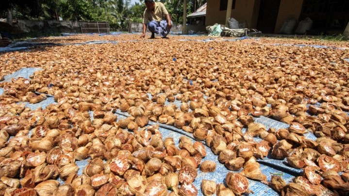 Pinang di Riau Pekan Ini Hanya Dihargai Rp6.140 per Kilogram Pinang di Riau Pekan Ini Hanya Dihargai Rp6.140 per Kilogram