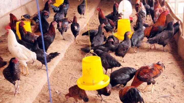 Cegah Flu Burung Meluas di Riau, Disinfektan akan Dibagikan ke kandang Peternak