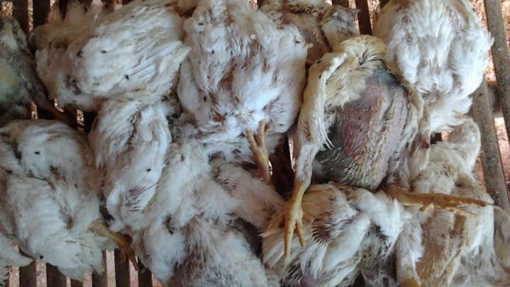 Di Kampar, Ditemukan Lagi Ayam Mati Positif Flu Burung Di Kampar, Ditemukan Lagi Ayam Mati Positif Flu Burung