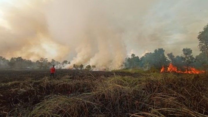 Sejak Awal Tahun 2023, Seluas 131,44 Hektar Lahan di Riau Terbakar Sejak Awal Tahun 2023, Seluas 131,44 Hektar Lahan di Riau Terbakar