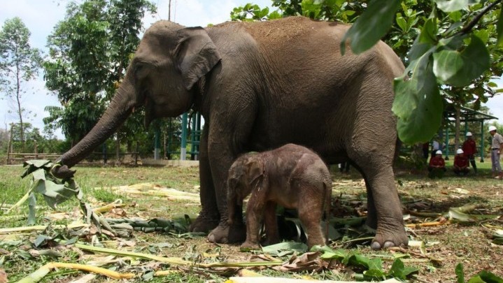 Bayi Gajah Lahir di Unit Konservasi Gajah Estate Ukui Riau