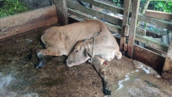 Kembali Ditemukan Ternak Terpapar Penyakit Ngorok di Kampar Kembali Ditemukan Ternak Terpapar Penyakit Ngorok di Kampar