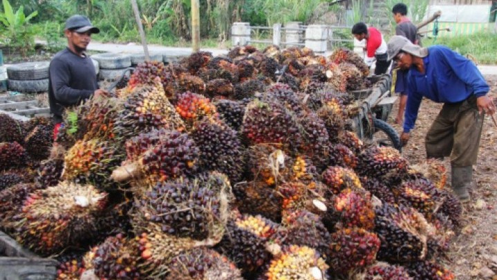 Sepekan ke Depan Harga Jual Sawit di Riau Turun