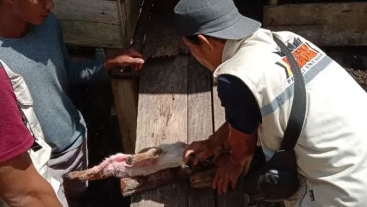 Satwa Liar Mangsa Kambing Warga Agam