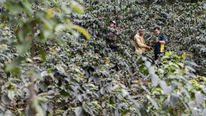 Realisasi Program Perhutanan Sosial di Riau Baru 10 Persen Realisasi Program Perhutanan Sosial di Riau Baru 10 Persen