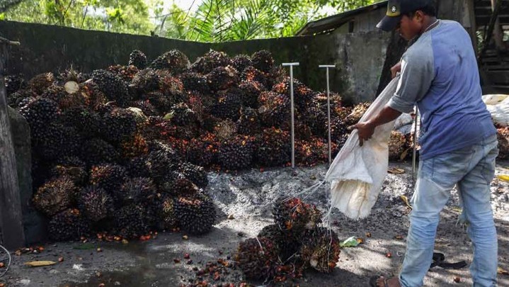 Harga Jual Sawit di Riau Turun Rp Rp187,67 per Kg