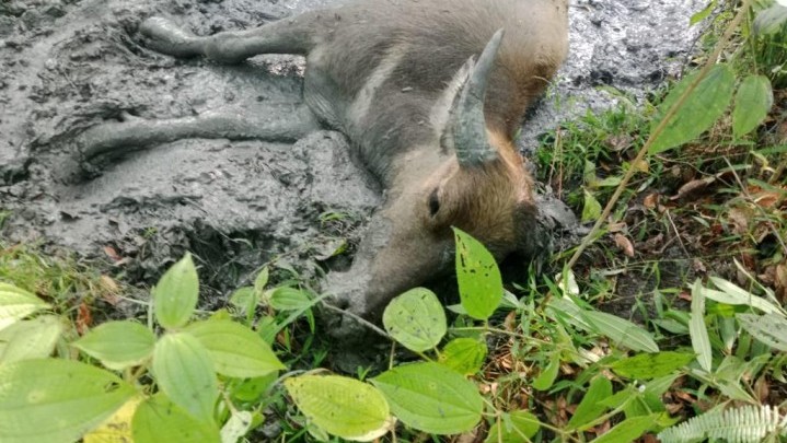Gegara Penyakit Ngorok, Peternak Kuansing Merugi Jual Kerbau Rp 4 Juta 1 Ekor