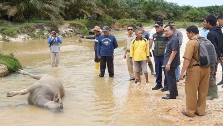 Mayoritas Kerbau Terjangkit Penyakit Ngorok di Kuansing Belum Divaksin