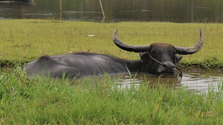 Penyebaran Penyakit Sapi Ngorok Kuansing, Indragiri Hulu Diminta Waspada