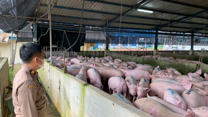 Singapura Menutup Pintu Impor Produk Babi dari Pulau Bulan Batam