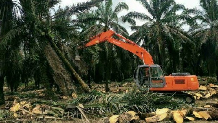Di Riau, Target Peremajaan Sawit Rakyat Tahun Ini Seluas 10.550 Hektare Di Riau, Target Peremajaan Sawit Rakyat Tahun Ini Seluas 10.550 Hektare