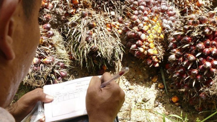 Kabar Baik, Harga Jual Sawit di Riau Sepekan ke Depan Naik Kabar Baik, Harga Jual Sawit di Riau Sepekan ke Depan Naik