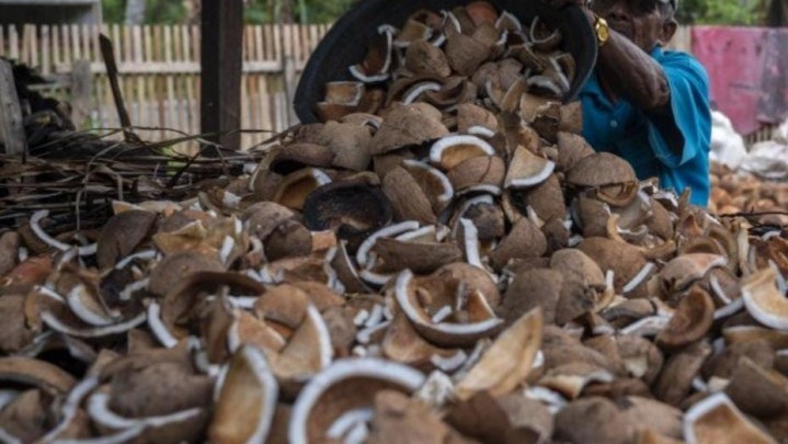 Harga Jual Kopra di Riau Naik