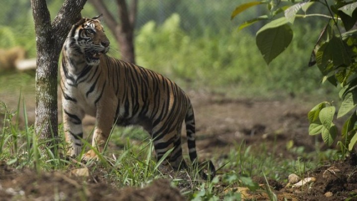 Warga Gaung Inhil Meninggal Dunia Diduga Diserang Harimau