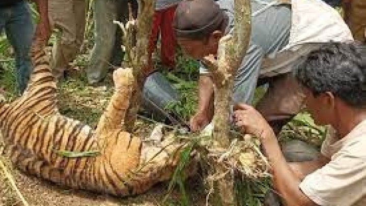 Harimau Masih Berkeliaran di Lubuk Sikaping, BKSDA Imbau Warga Tidak Sendirian ke Kebun Harimau Masih Berkeliaran di Lubuk Sikaping, BKSDA Imbau Warga Tidak Sendirian ke Kebun