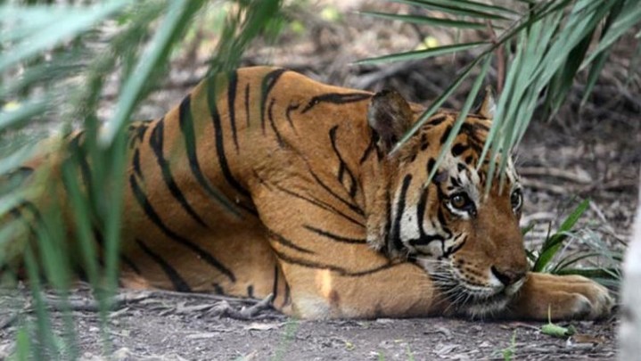 Lokasi Konflik Harimau dengan Manusia di Inhil Disebut Marak Pembalakan Liar