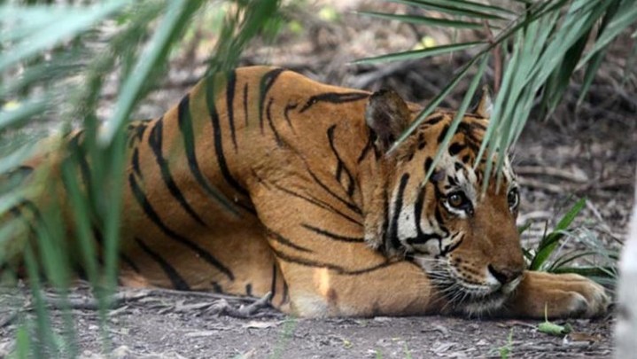 Lokasi Konflik Harimau dengan Manusia di Inhil Disebut Marak Pembalakan Liar Lokasi Konflik Harimau dengan Manusia di Inhil Disebut Marak Pembalakan Liar