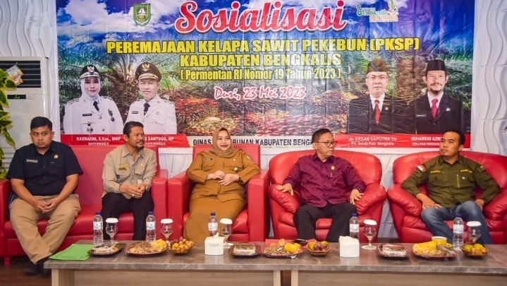 Bengkalis Tahun Ini Targetkan 500 Hektare Peremajaan Sawit Rakyat