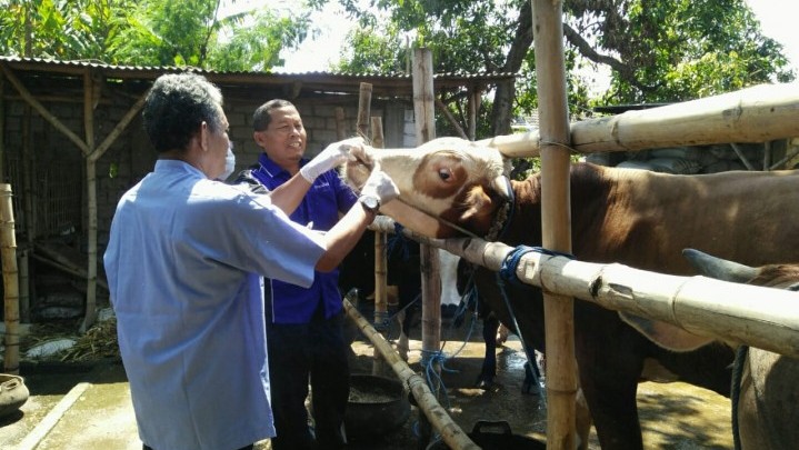 Aturan Wajib Cek Kesehatan Bagi Hewan Ternak Kurban Masuk Riau