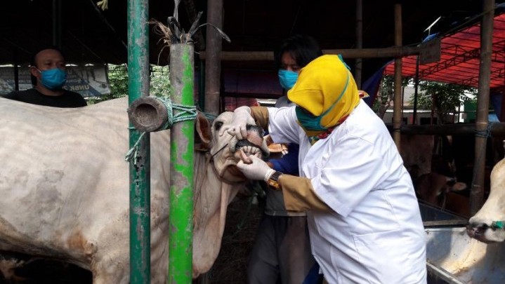 Petugas Periksa Kesehatan Hewan Kurban di Riau Petugas Periksa Kesehatan Hewan Kurban di Riau