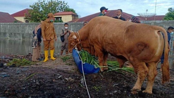 Sapi Kurban untuk Riau dari Presiden Tahun Ini Masih Dicari