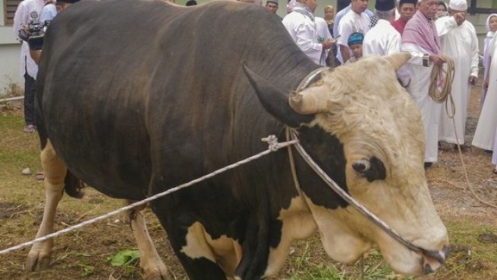 Ini 4 Kandidat Sapi Bantuan Presiden untuk Riau Ini 4 Kandidat Sapi Bantuan Presiden untuk Riau