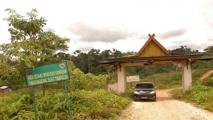 Terduga Pelaku Pembalakan Liar di Taman Nasional Bukit Tigapuluh Ditahan