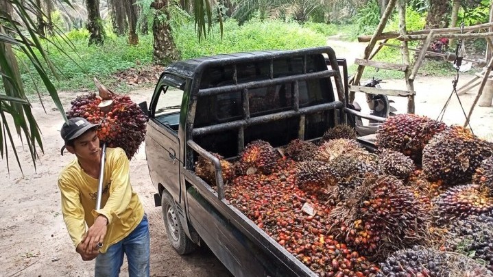 Harga Jual Sawit di Riau Sepekan ke Depan Turun