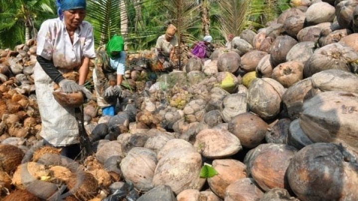 Di Kampar hingga Kuansing Harga Jual Kelapa Turun Di Kampar hingga Kuansing Harga Jual Kelapa Turun