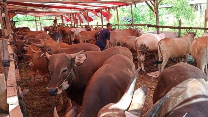 Ratusan Sapi dari NTT Didatangkan ke Batam untuk Kebutuhan Kurban