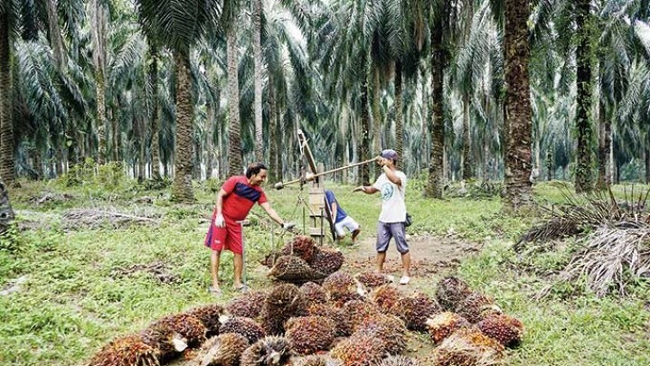 Kabar Baik, Harga Jual Kelapa Sawit di Riau Sepekan ke Depan Naik