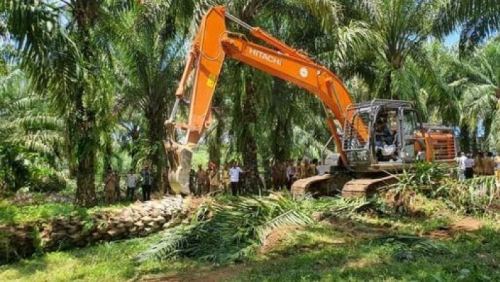 Program Peremajaan Sawit Rakyat di Riau, Capaian Masih Jauh dari Target