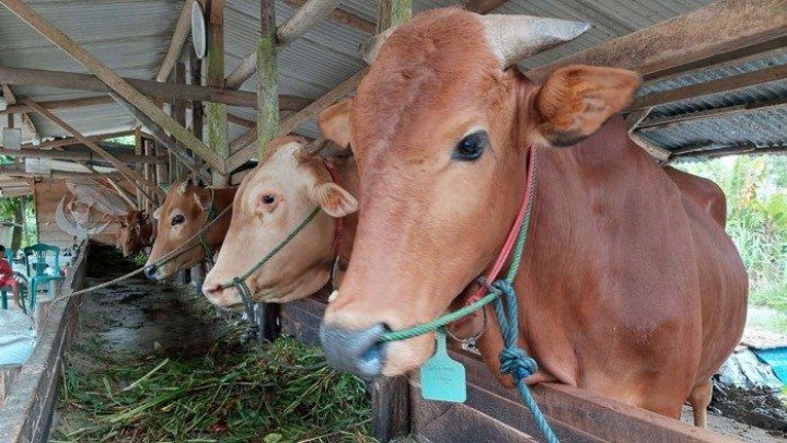 Sudah Terkumpul 27 Ekor Sapi Kurban ASN Pemprov Riau Sudah Terkumpul 27 Ekor Sapi Kurban ASN Pemprov Riau