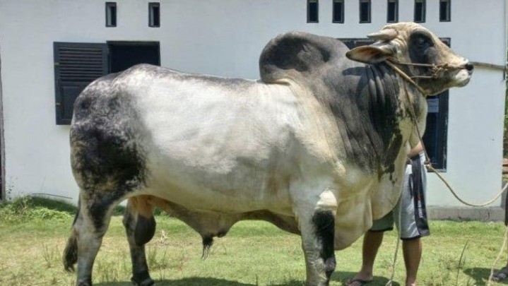 Sapi Peternak Inhu Ditetapkan sebagai Sapi Bantuan Presiden untuk Riau Sapi Peternak Inhu Ditetapkan sebagai Sapi Bantuan Presiden untuk Riau