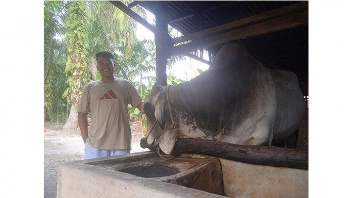Sapi Kurban Bantuan Presiden Dipotong di Masjid Nurul Wathan Rumbai