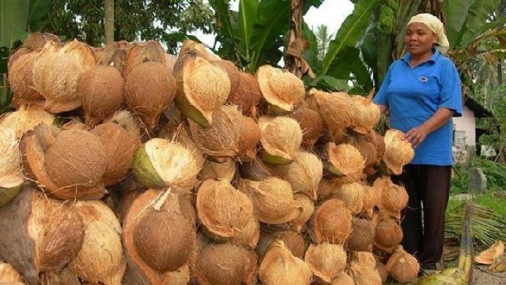 Sepekan ke Depan Harga Jual Kelapa di Kampar Turun Sepekan ke Depan Harga Jual Kelapa di Kampar Turun