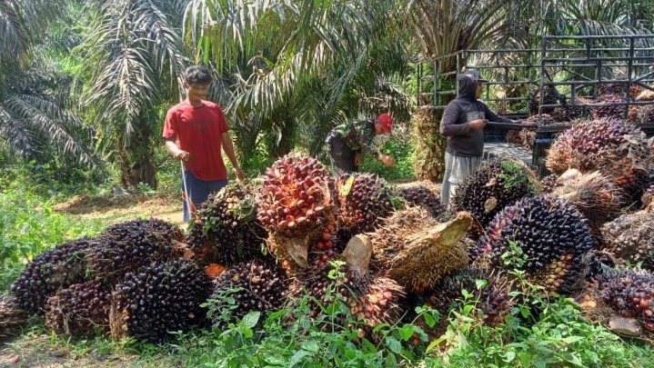 Jelang Idul Adha, Harga Sawit di Riau Naik Jelang Idul Adha, Harga Sawit di Riau Naik
