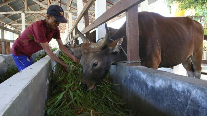 Sebagian Ponpes di Kabupaten Kota di Riau Dapat Sapi Kurban ASN Pemprov Sebagian Ponpes di Kabupaten Kota di Riau Dapat Sapi Kurban ASN Pemprov