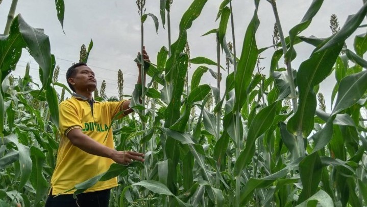 Pemprov Riau Diminta Buat Program Tanam Sorgum saat Replanting Sawit Pemprov Riau Diminta Buat Program Tanam Sorgum saat Replanting Sawit