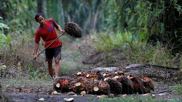 Rakyat Diminta Pilih Kepala Daerah Peduli Petani Sawit