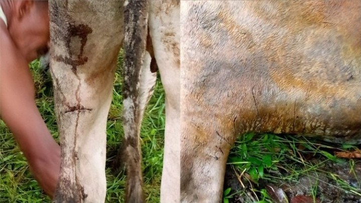 Harimau Cakar Sapi Warga Pasaman Sumbar Harimau Cakar Sapi Warga Pasaman Sumbar