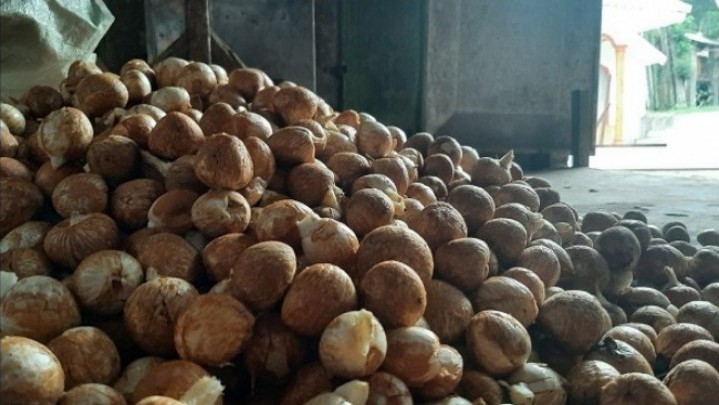 Pekan Ini Harga Jual Pinang di Riau Naik Tipis Pekan Ini Harga Jual Pinang di Riau Naik Tipis
