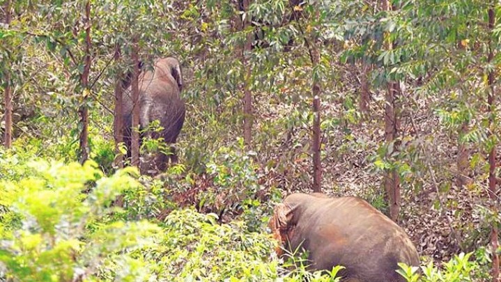 Gajah Liar di Sekitar TPU Rumbai Bukit Pekanbaru Gajah Liar di Sekitar TPU Rumbai Bukit Pekanbaru