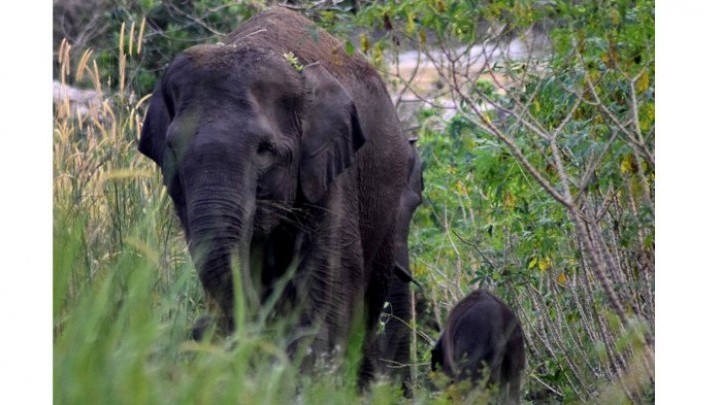 Kawanan Gajah Liar di Rumbai Digiring ke Tahura Minas Kawanan Gajah Liar di Rumbai Digiring ke Tahura Minas